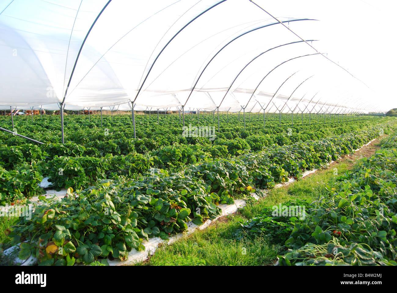 Fragole crescere in serra polytunnel, vicino a Cheddar, Somerset, Inghilterra, Regno Unito Foto Stock Fragole crescere in serra polytunnel, vicino a Cheddar, Somerset, Inghilterra, Regno Unito Foto Stock