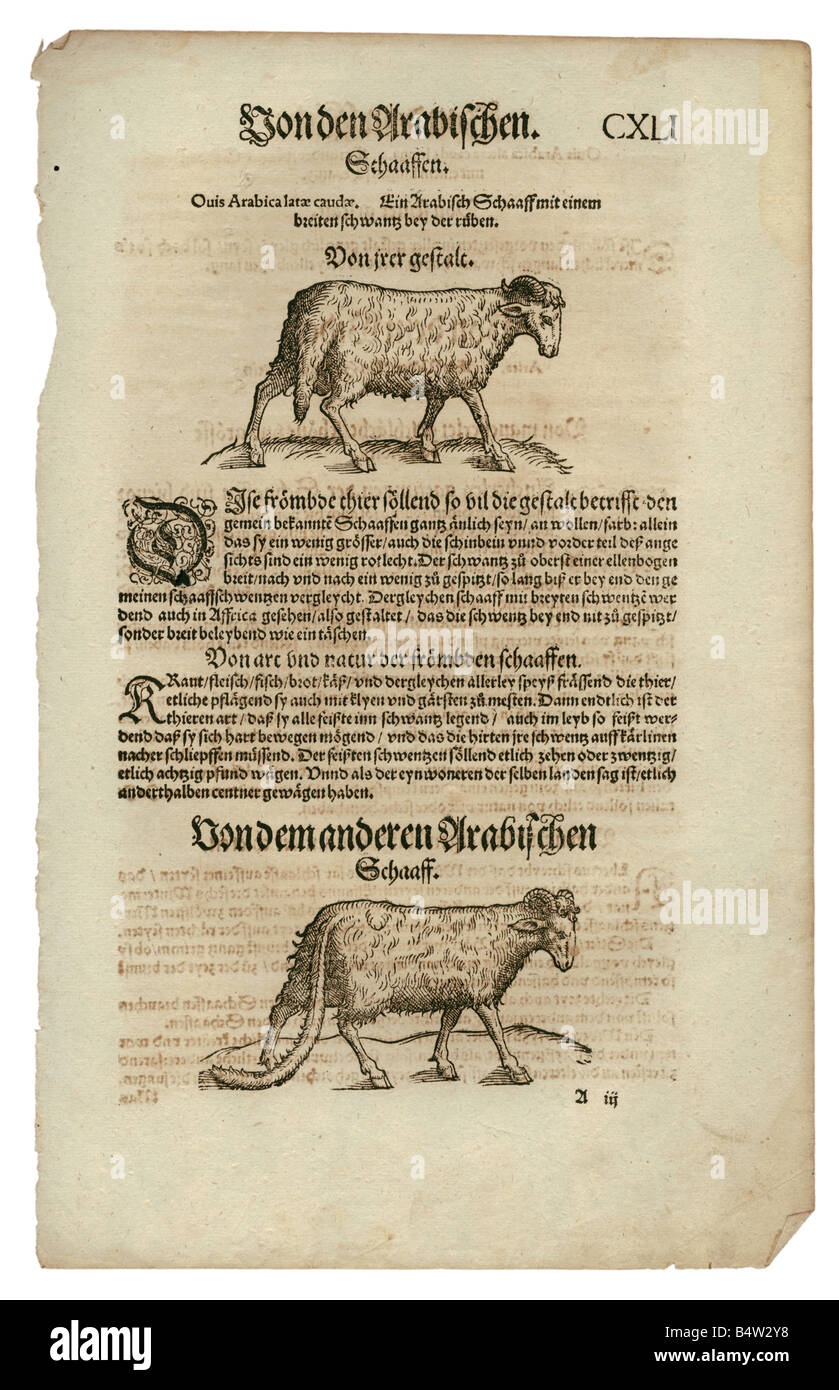 Zoologia / Animali, libri di testo, 'Historia animalium', di Conrad Gessner, Zurigo, Svizzera, 1551 - 1558, pecora araba (Ovis arabica), legno tagliato, Foto Stock