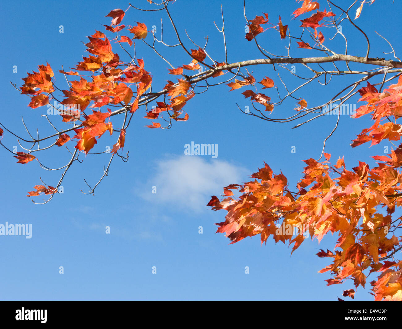 Red Maple Leafs contro un cielo blu brillante in Canada Foto Stock