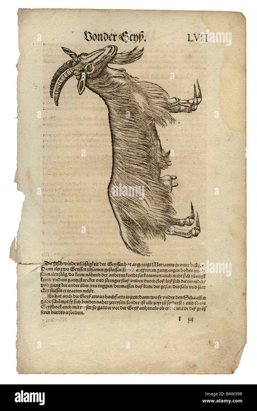 Zoologia / Animali, libri di testo, 'Historia animalium', di Conrad Gessner, Zurigo, Svizzera, 1551 - 1558, capra nazionale (Capra aegagrus hircus), legno tagliato, Foto Stock