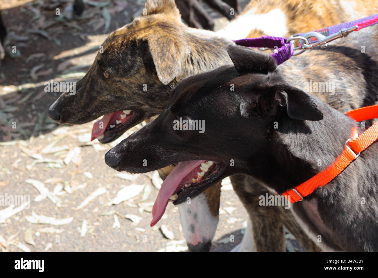 Racing cani Rescue Foto Stock