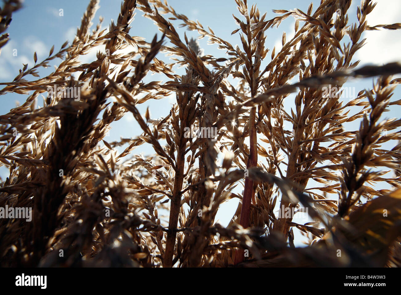 La luce del sole splende attraverso gli stocchi mais, raccolto autunnale Foto Stock