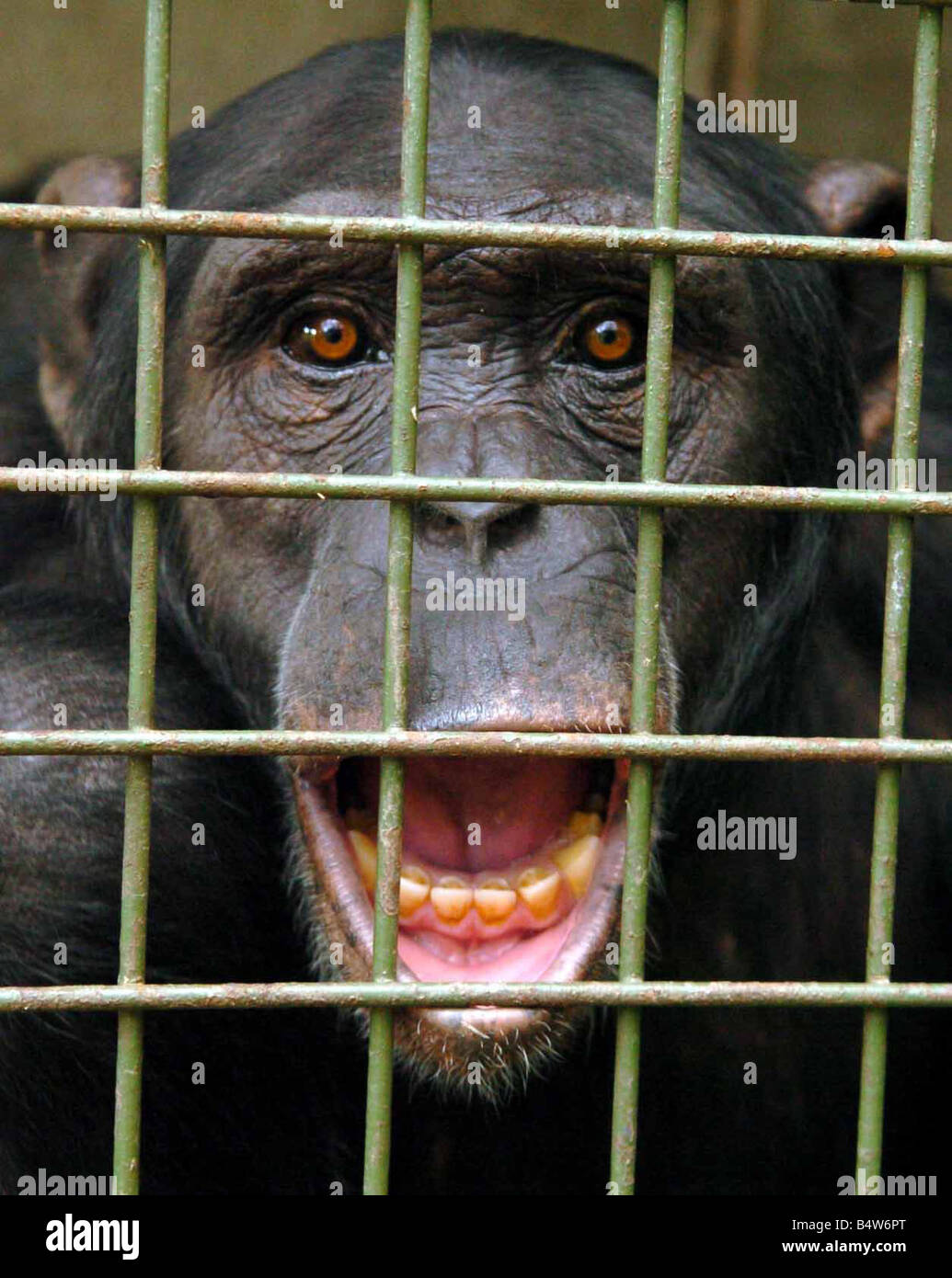 Un maschio chimp a Dudley Zoo. 2005.
 Foto Stock