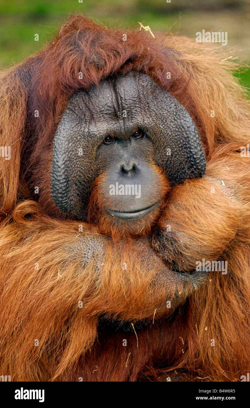 Benjamin l'Orango Tango a Dudley Zoo. 2003. Foto Stock