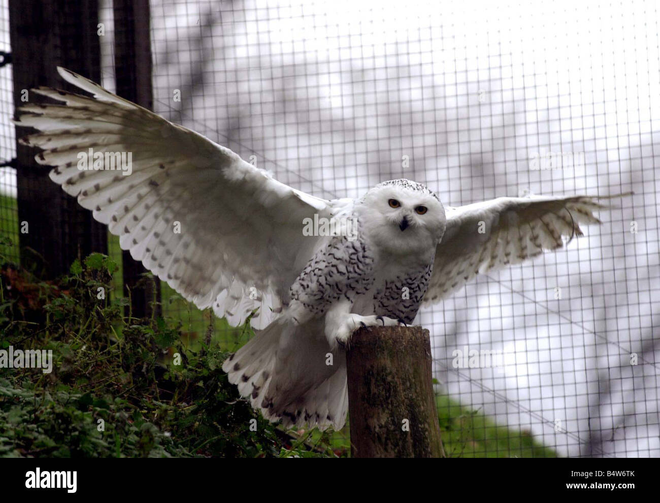 Harry Potter Owl Immagini E Fotos Stock Alamy