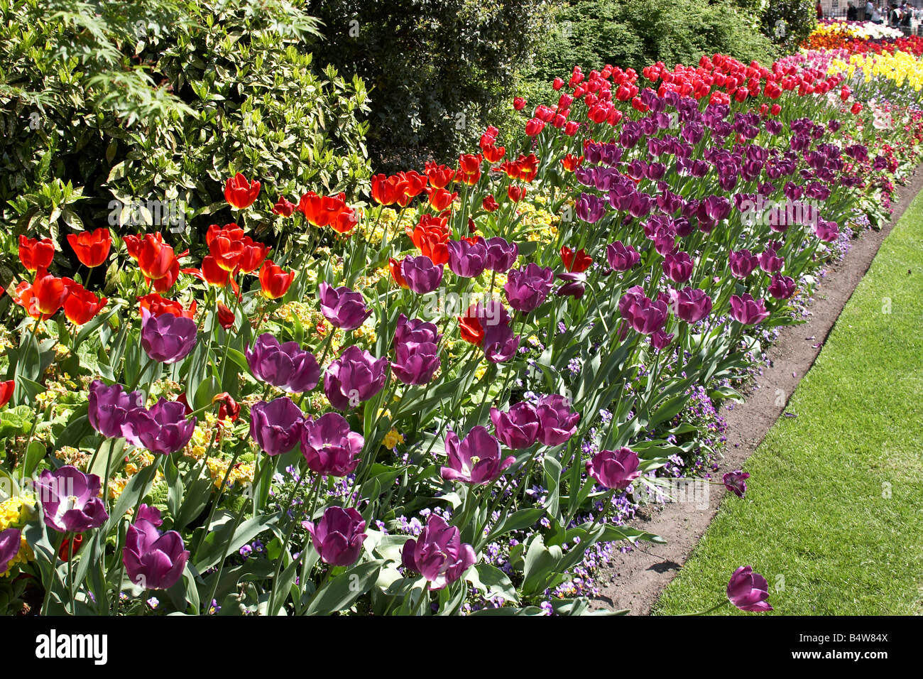 Tulip e altri letti di fiori in St James s Park City of Westminster SW1 London Inghilterra England Foto Stock