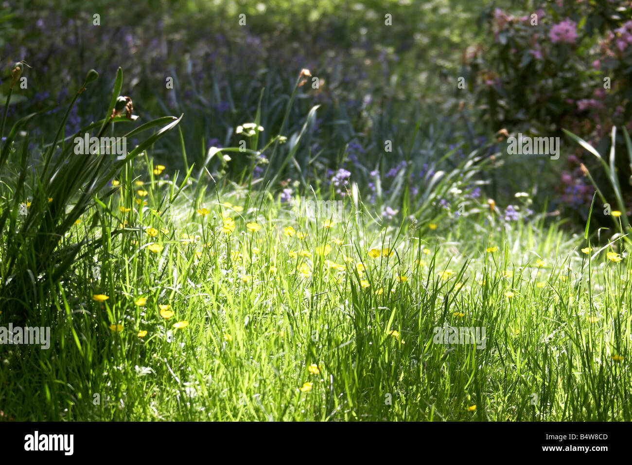 Fiori Selvatici in primavera gialla e viola a Kenwood House Patrimonio inglese a Londra Hampstead NW3 England Regno Unito Foto Stock