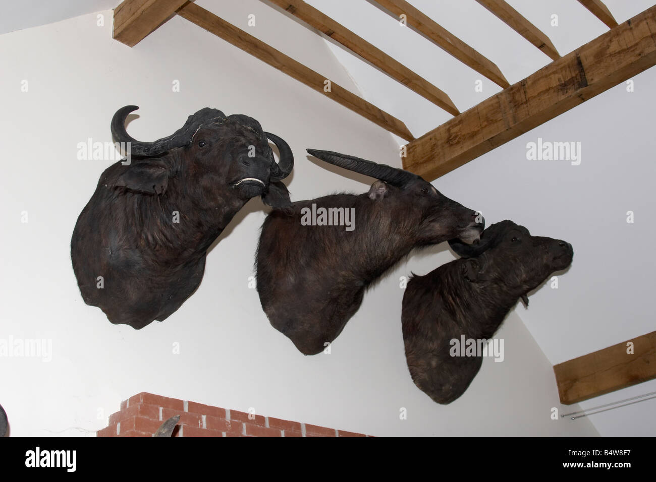 Colpo ripieni di selvaggina selvatica trofeo capi appesi in una casa privata Hampshire England Regno Unito Foto Stock
