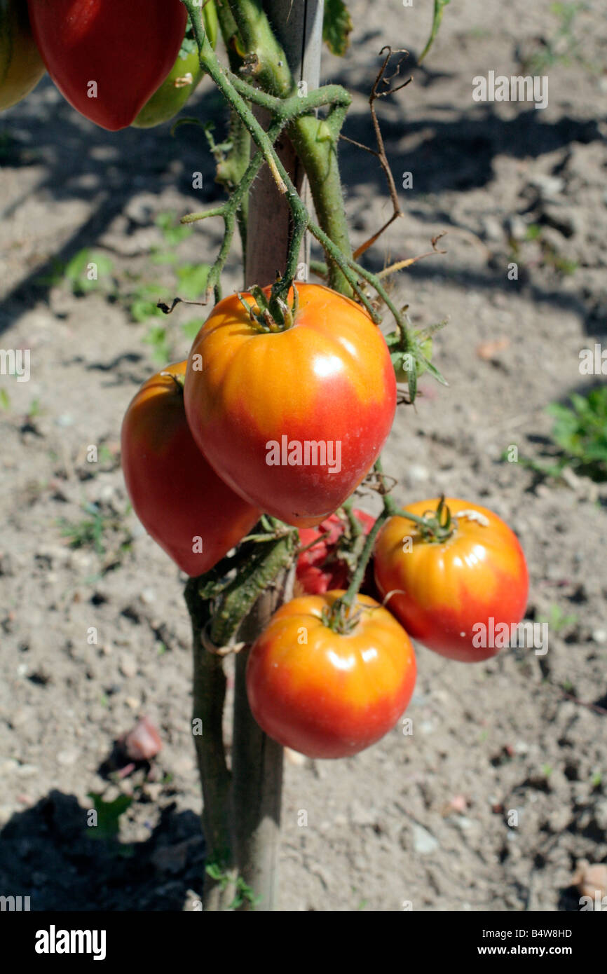 Il pomodoro COEUR DE BOEUF Foto Stock