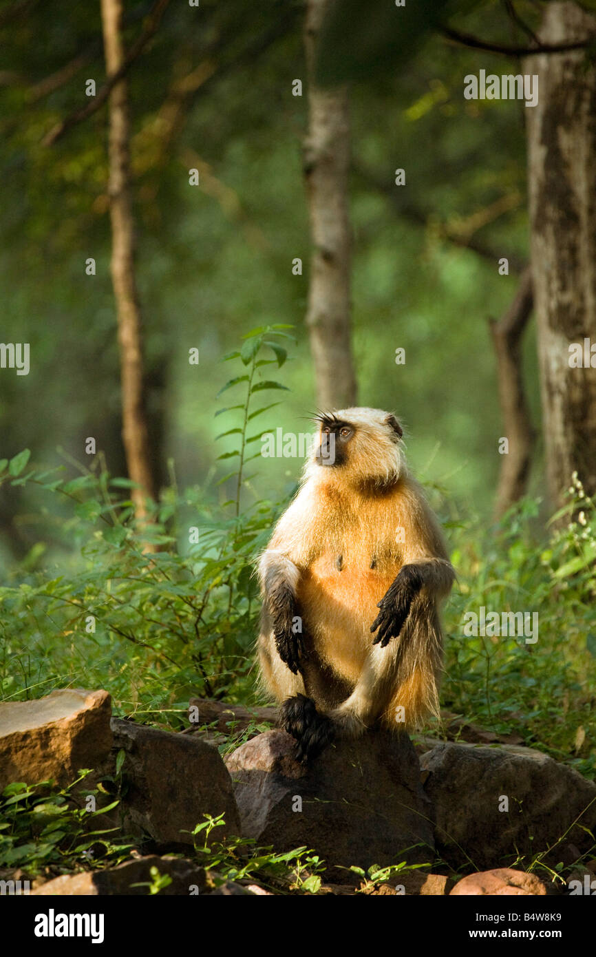 Un adulto grigio orologi langur il sorgere del sole, il Parco nazionale di Ranthambore, Rajasthan, India Foto Stock