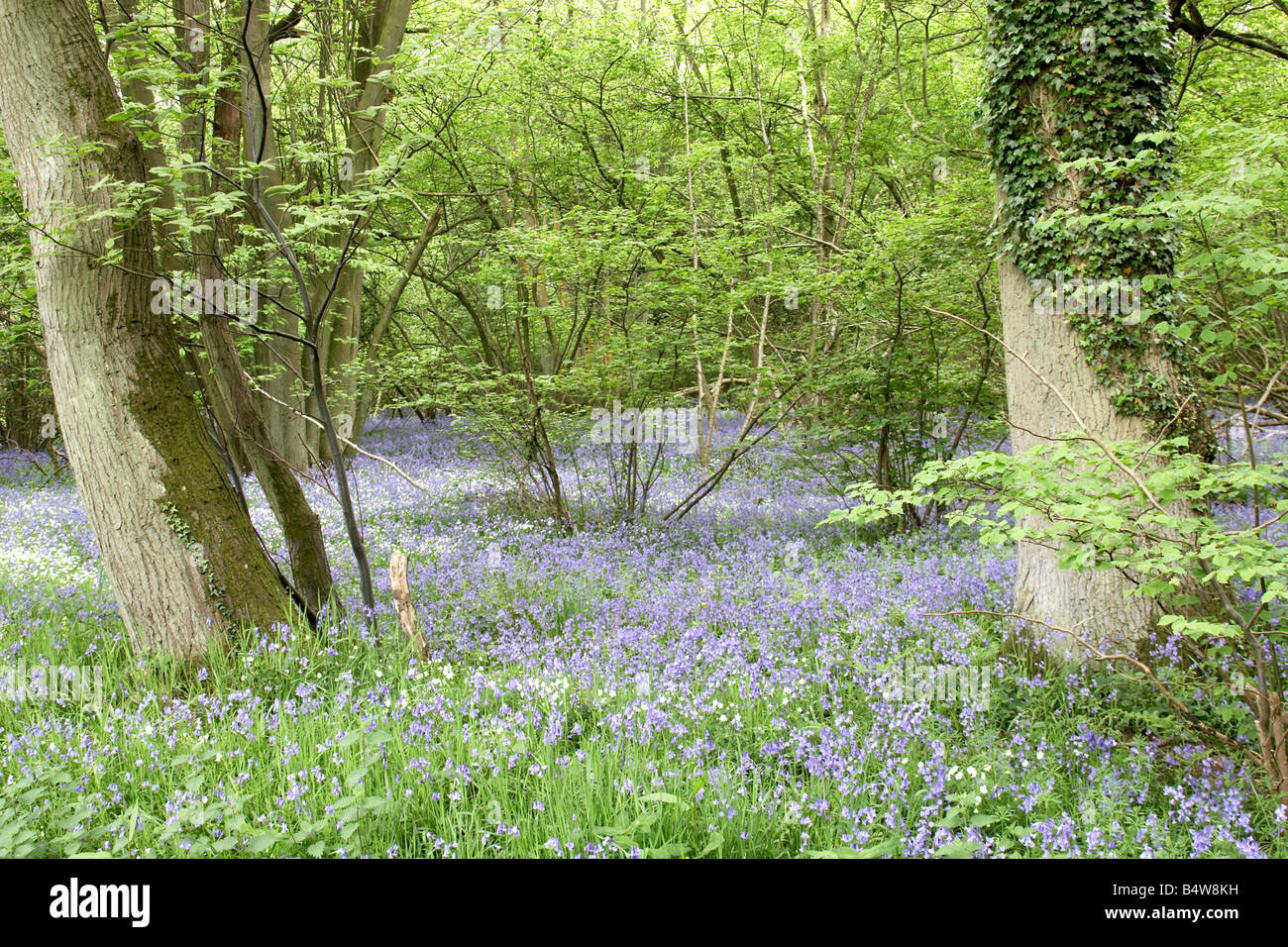 Bluebell bosco selvaggio con fiori di primavera nei pressi di Silchester Inghilterra Hampshire REGNO UNITO Foto Stock