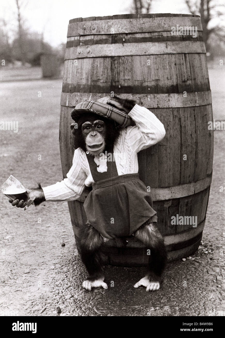 Fred l'uno scimpanzé indossando vestiti e tartan hat per aprire l'ottava stagione di Blair Drumond Safari Park lanciando la canna può 1977 Foto Stock