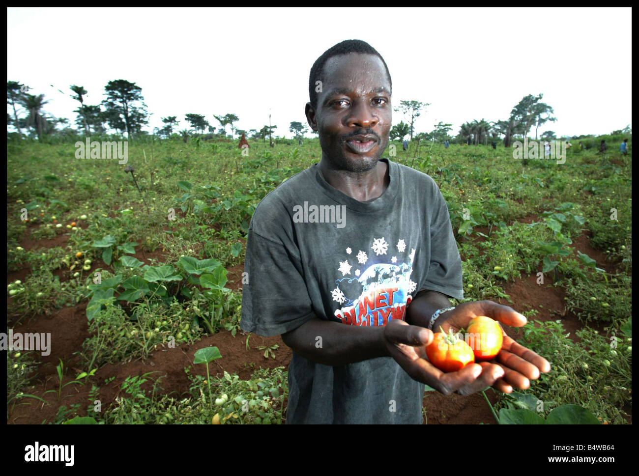 Esclusiva di Ronan Keating visite agricoltori Ghanian Giugno 2004 Christian Aid s campagna per la giustizia commerciale Ronan Keating vede il disastroso impatto commercio sleale specificamente le importazioni da ovest hanno sulla vita della gente in Ghana Ronan incontra gli agricoltori del Ghana che stanno lottando per la sopravvivenza come non importa quanto duro lavoro che essi non sono in grado di competere con le più convenienti le importazioni oggetto di sovvenzioni provenienti da Ovest di riso Pomodori Cipolle e polli che compongono uno dei piatti nazionali di riso Jollof agricoltore di pomodoro Kwame Foto Stock