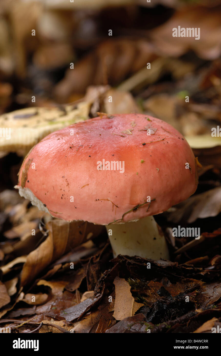Legno di faggio Sickener fungo russula nobilis, sotto faggio in legno Carstramon, Dumfries & Galloway Foto Stock