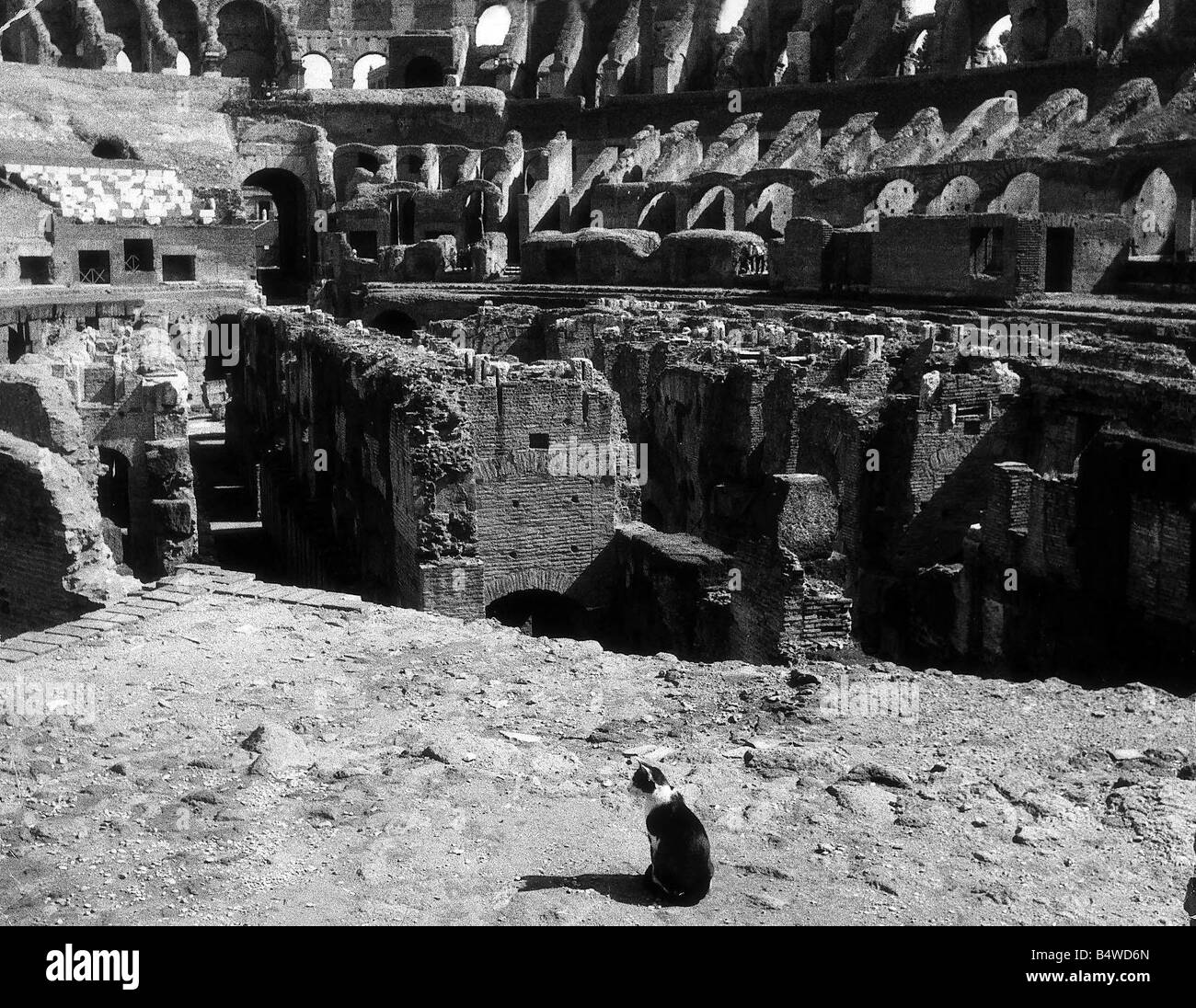 Il Colosseo a Roma Italia Settembre 1971 Un gatto cerca la sua preda nell'gaunt rovine del più grande anfiteatro del mondo Foto Stock