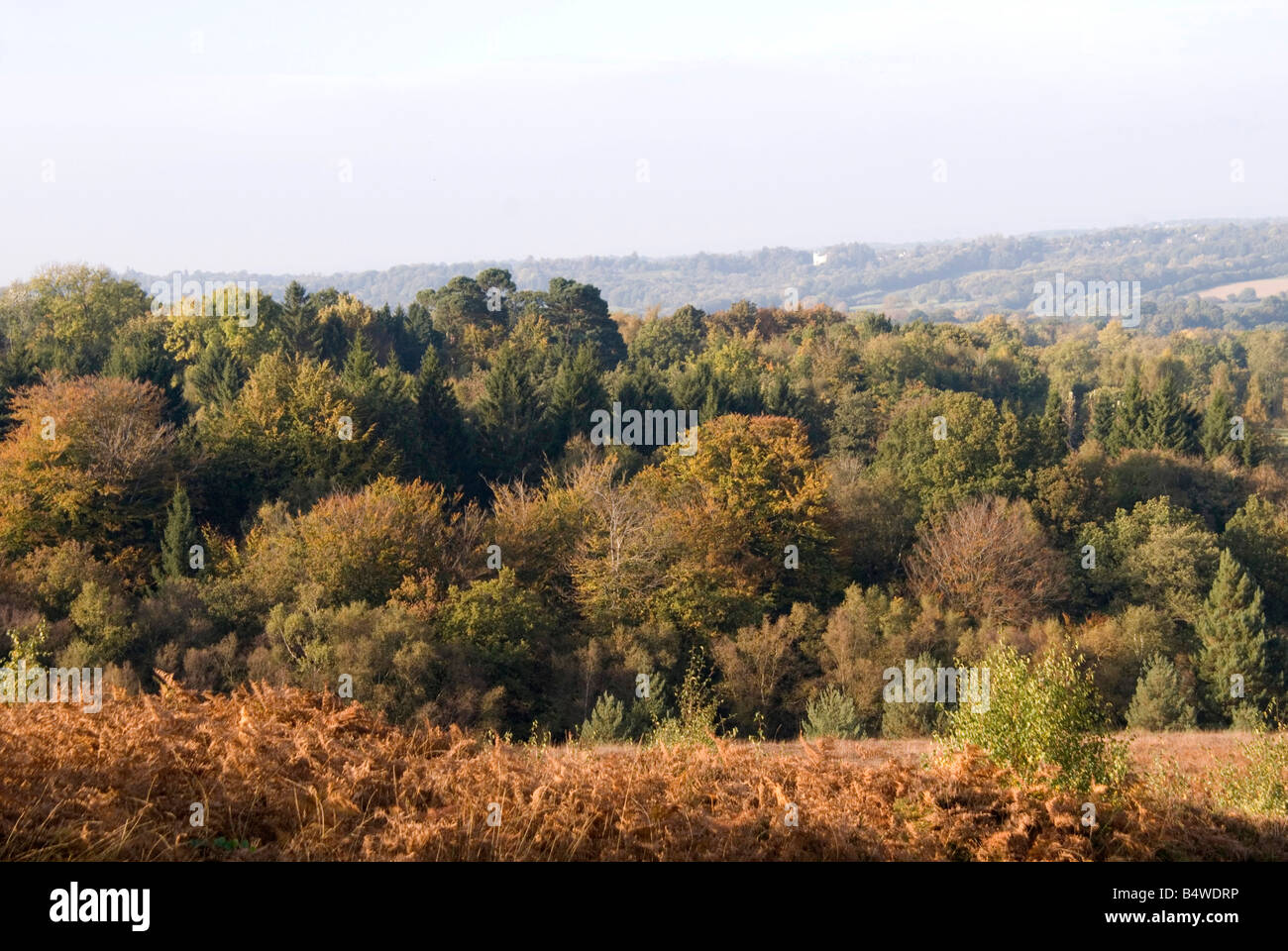 Un autunno vista sull'Ashdown Forest in east sussex Foto Stock