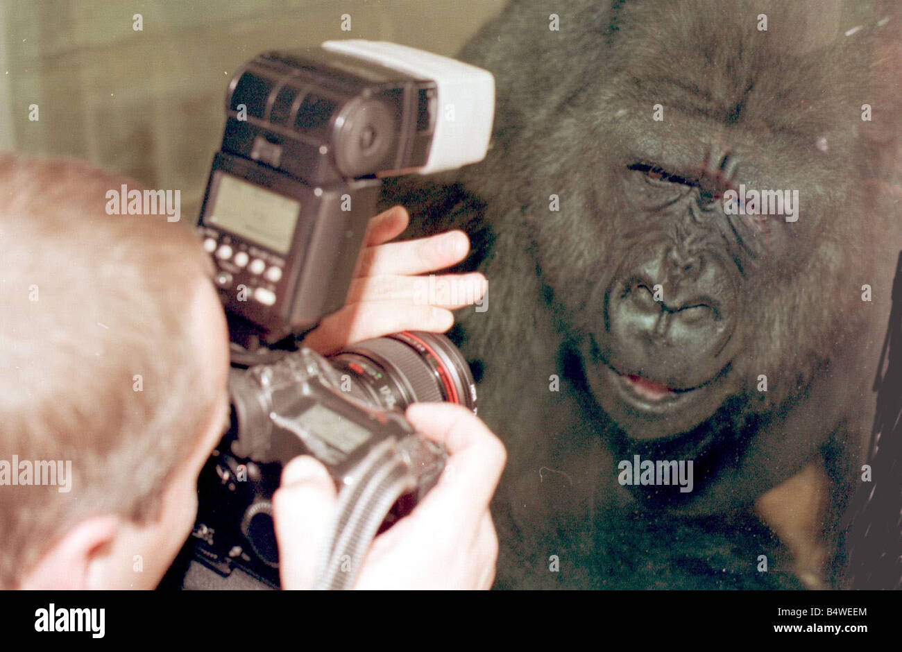 Nuovo arrivo a Belfast Zoo Gugas il Gorilla Ottobre 1998 Un bambino di tre anni gorilla di nome Gugas incontra la stampa venne catturato dai bracconieri dopo la visione di sua madre e il resto della sua matrice di colonie in Africa ha trovato rifugio in Belfast Zoo egli è uno dei tre gorilla di arrivare allo Zoo le altre due sono chiamati Geremia e Bikira Foto Stock