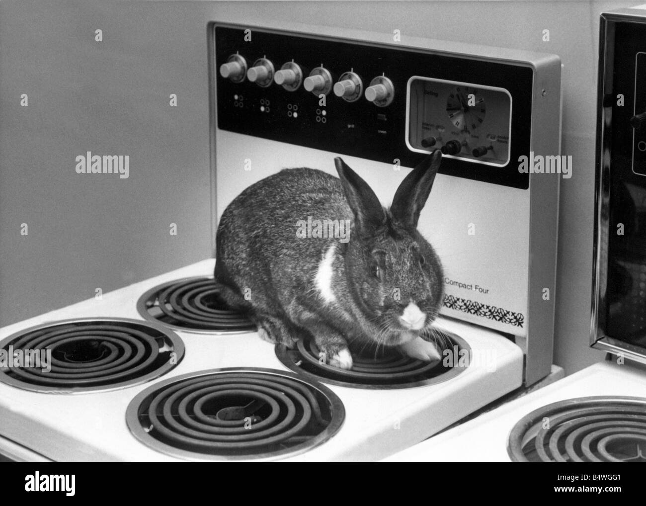 Un coniglio su un fornello elettrico Foto Stock