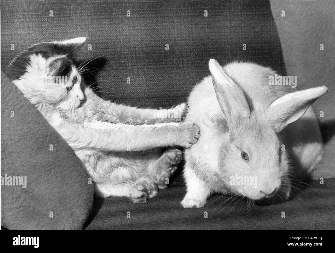 Improbabile amicizia questo gatto e coniglio Foto Stock