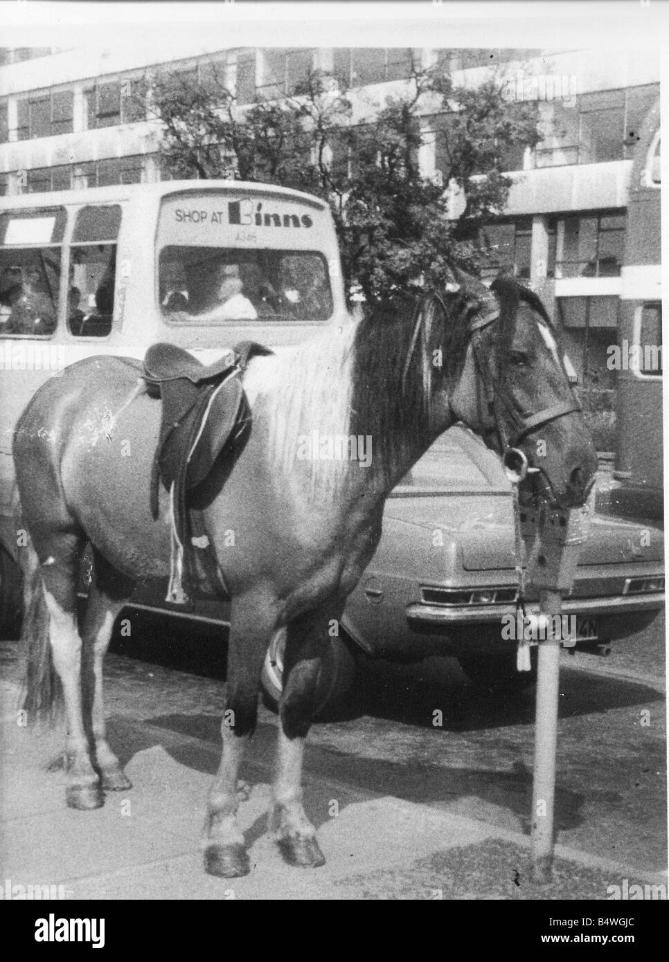 Un cavallo legato ad un parchimetro Foto Stock