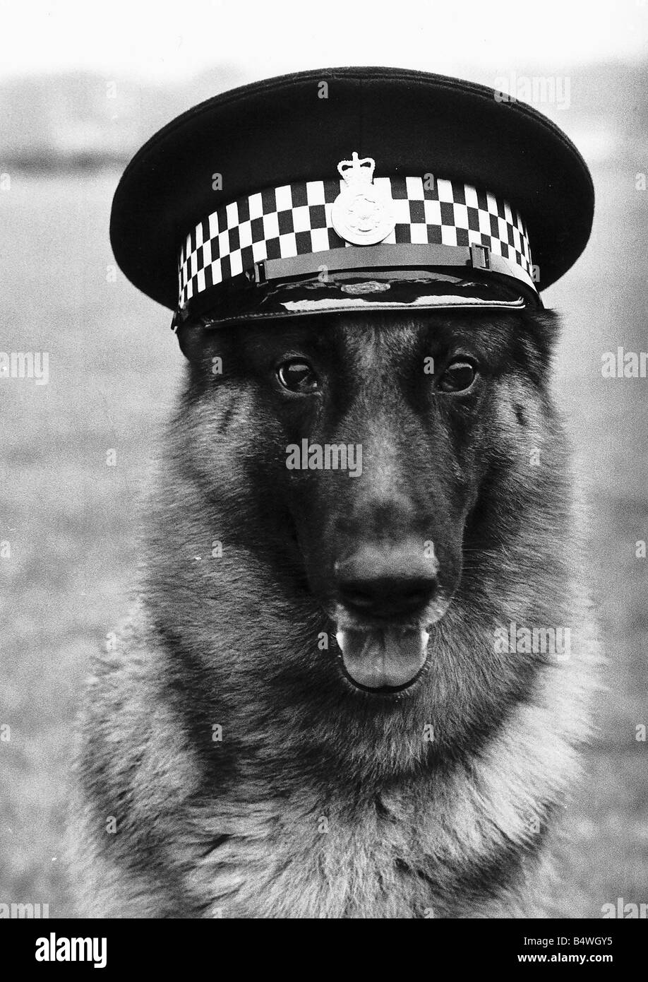 Carl la polizia cane indossa il suo gestore s cap come questo per una spia di arresto che era solo che per un numero record di uncini in Foto Stock