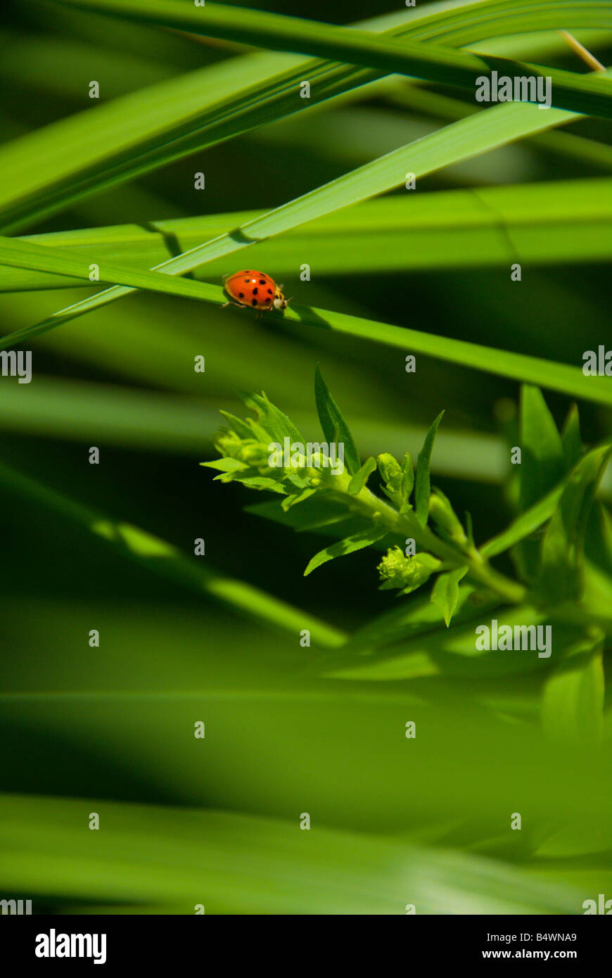 Un rosso coccinella a piedi su una lama di erba verde con sfondo verde realizzati al di fuori della messa a fuoco delle lame di attraversamento di erba Foto Stock