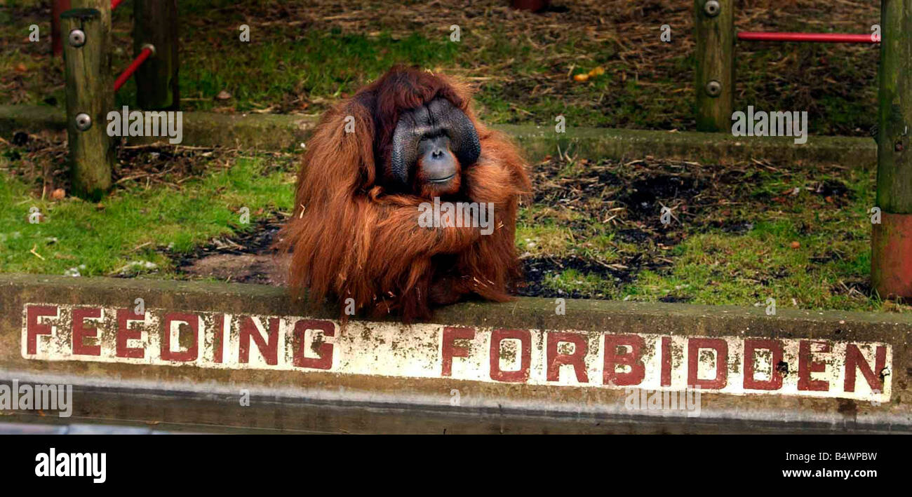 Benjamin l'Orango Tango a Dudley Zoo. 2003. Foto Stock