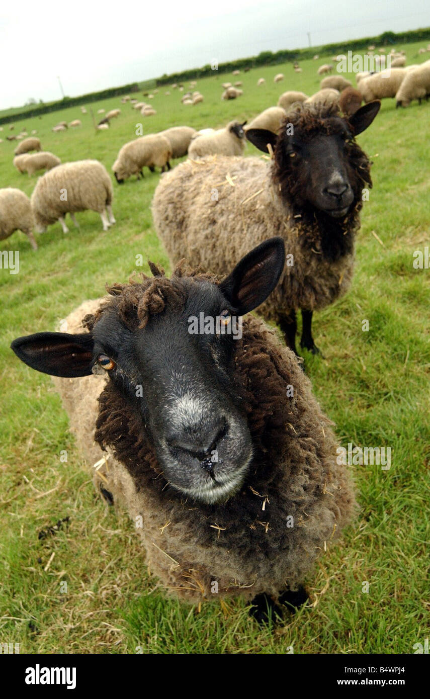 Pecore a lanosi Park Farm Animal Sanctuary Wolverton Warwickshire Maggio 2004 Foto Stock