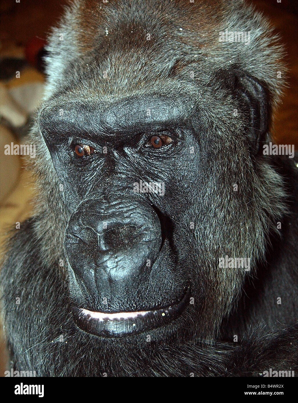 DN8420 4 5 1 04 ROB LO ZOO TWYCROSS JO IL GORILLA Foto Stock
