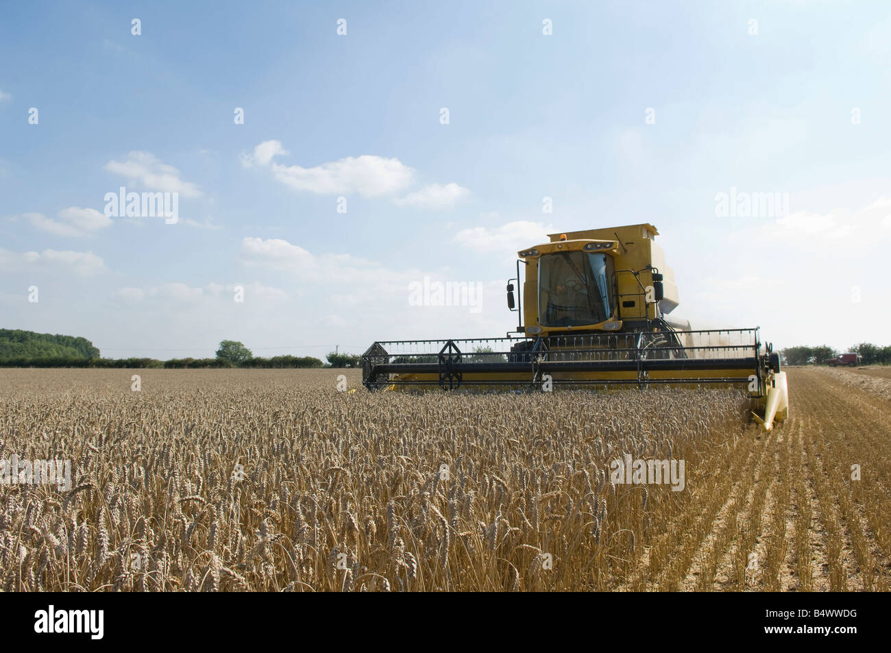 Mietitrebbia in campo di grano Foto Stock