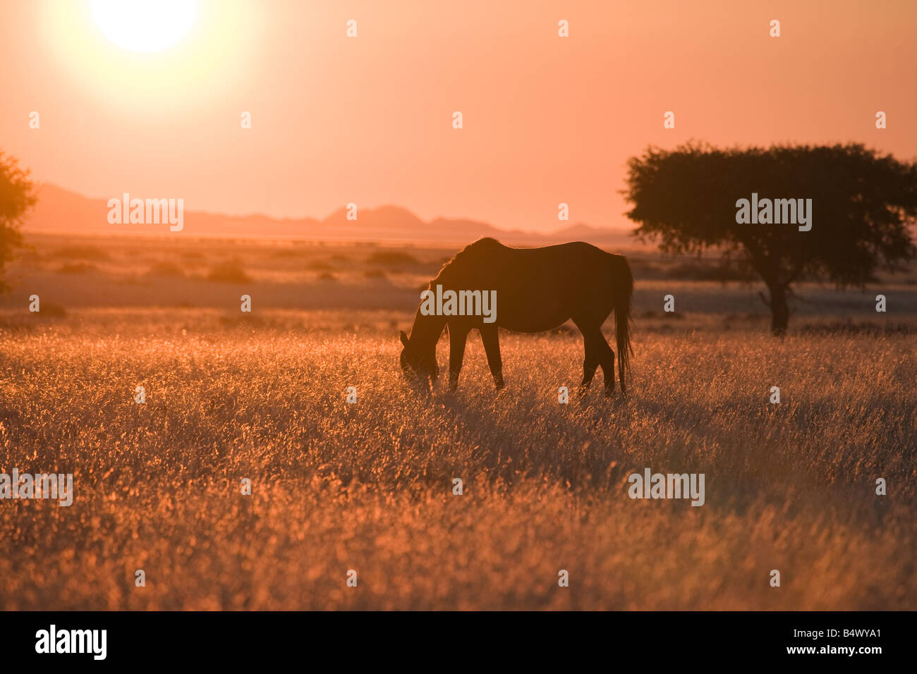 La Namibia Namib Desert cavallo animale selvatico in Africa Foto Stock