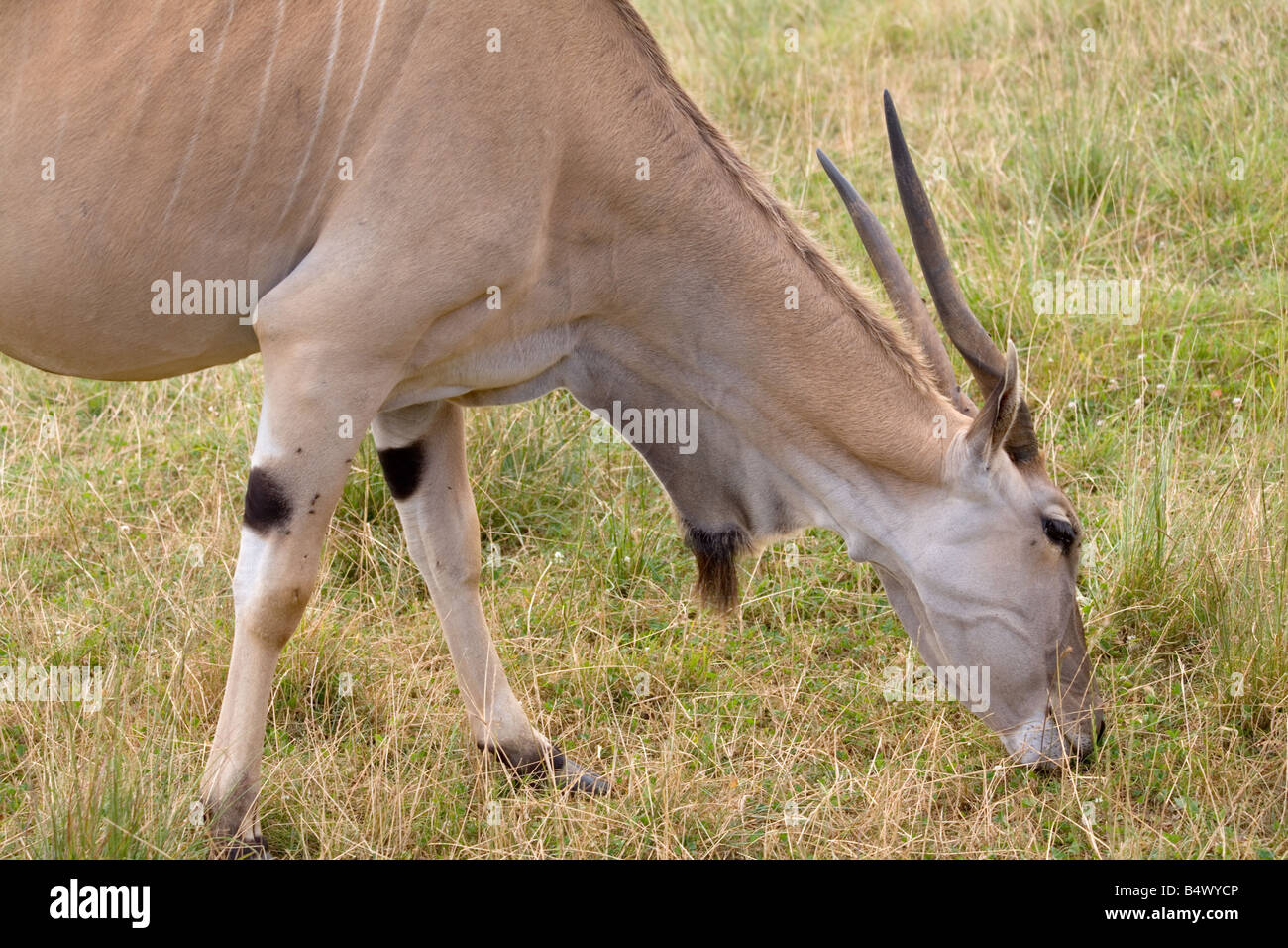 Common Eland Taurotragus Oryx antilopi in un parco safari Foto Stock