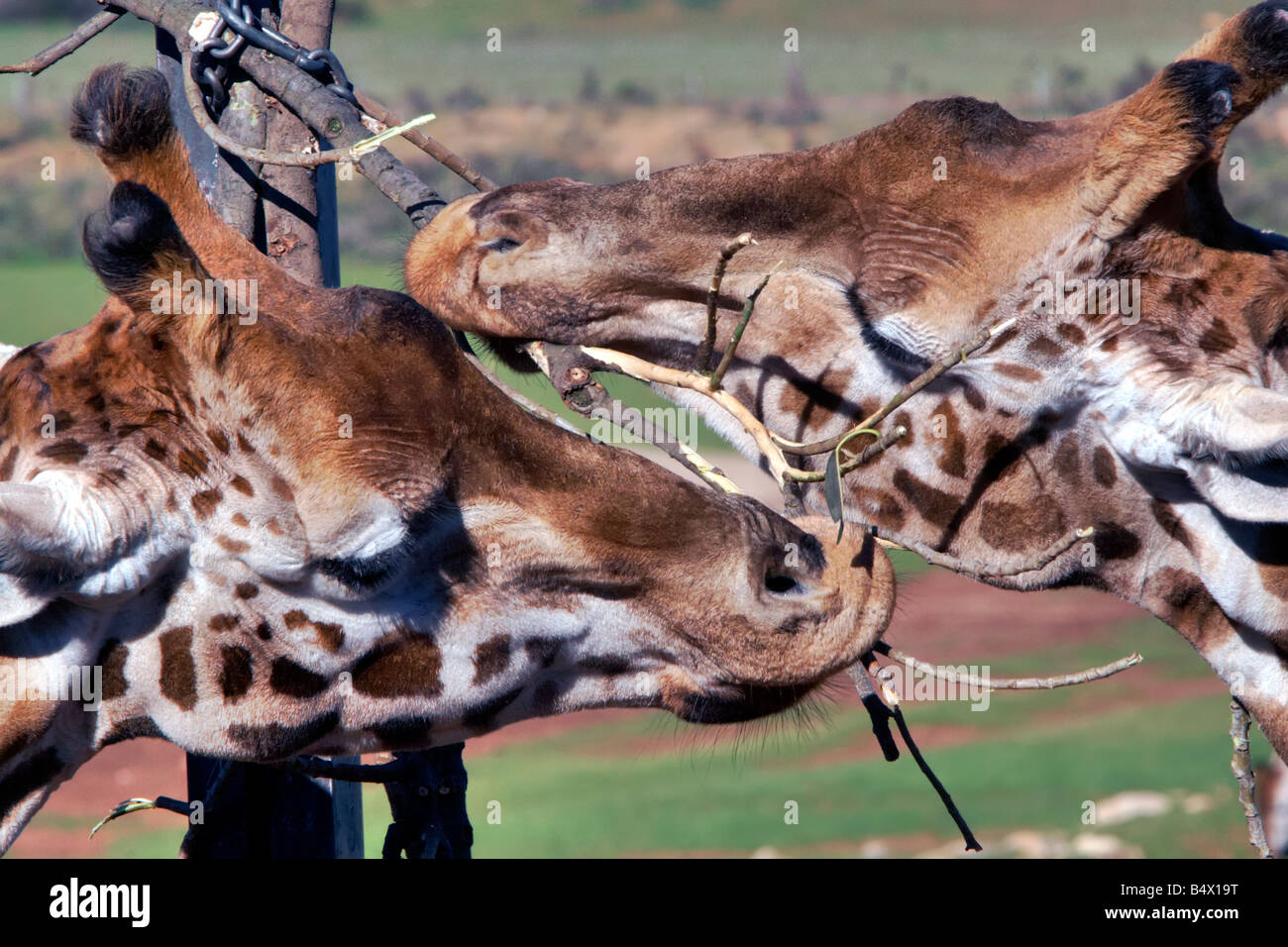 Giraffe mangiare Foto Stock