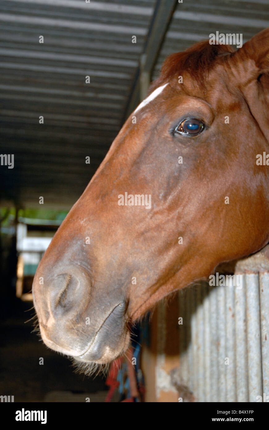 Profilo di cavallo a stabile Foto Stock