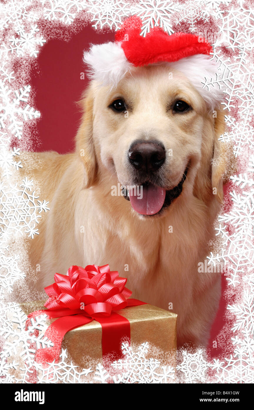 Il Golden Retriever Scheda di Natale Foto Stock