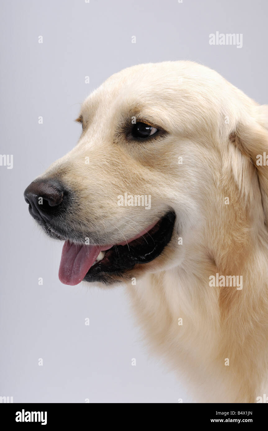Il Golden Retriever Foto Stock