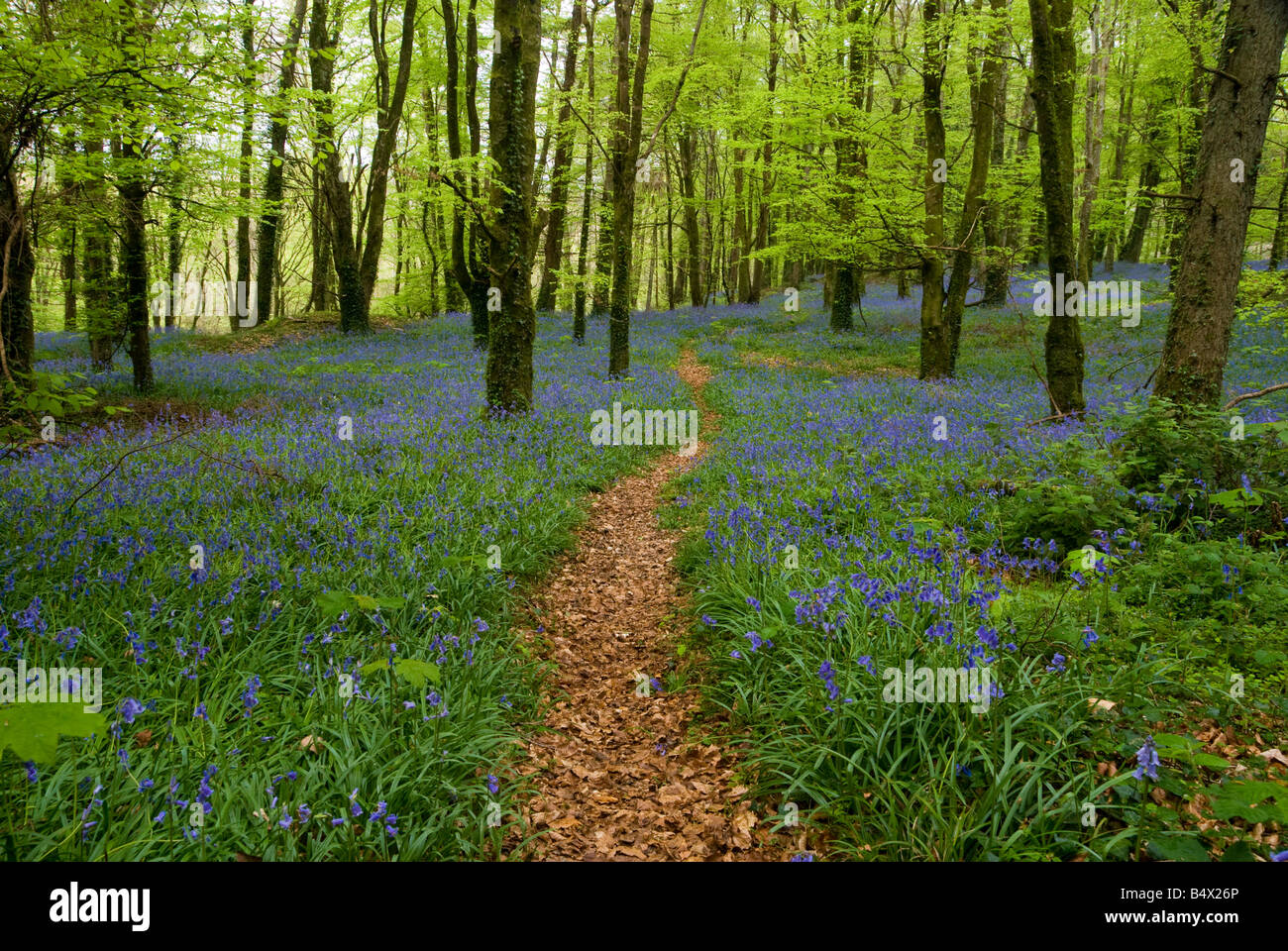 Un percorso serpeggiante attraverso una foresta coperta in bluebells Foto Stock