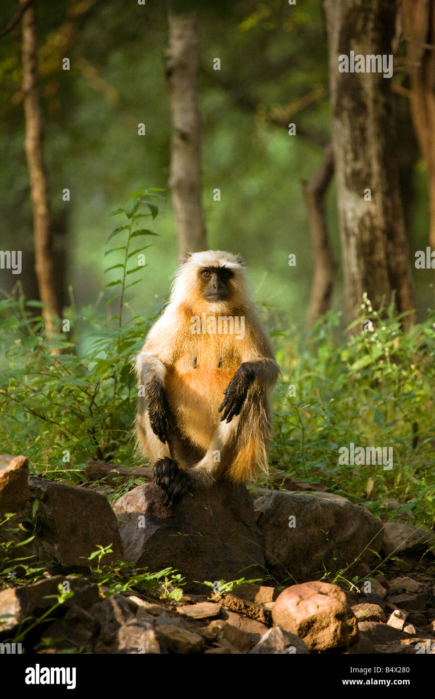 Un adulto langur grigio, il Parco nazionale di Ranthambore, Rajasthan, India Foto Stock