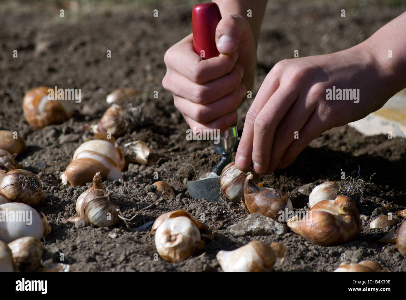 Parchi e Ricreazione lavoratori piantare bulbi di tulipani per la prossima primavera Foto Stock