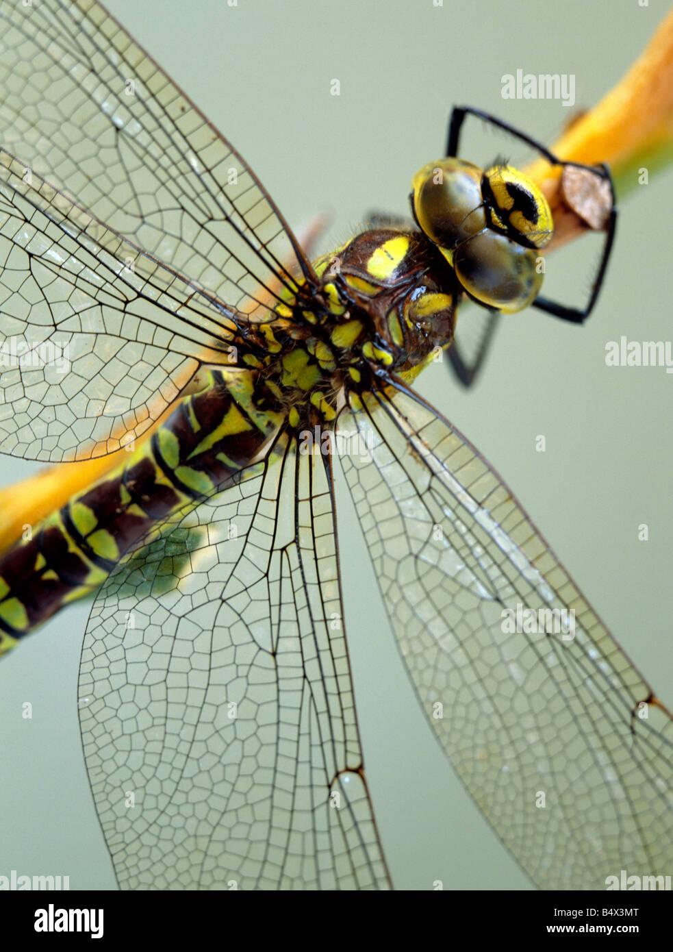 Southern hawker Dragonfly, Aeshna cyanea, femmina. Kent, Inghilterra meridionale, Regno Unito. Foto Stock