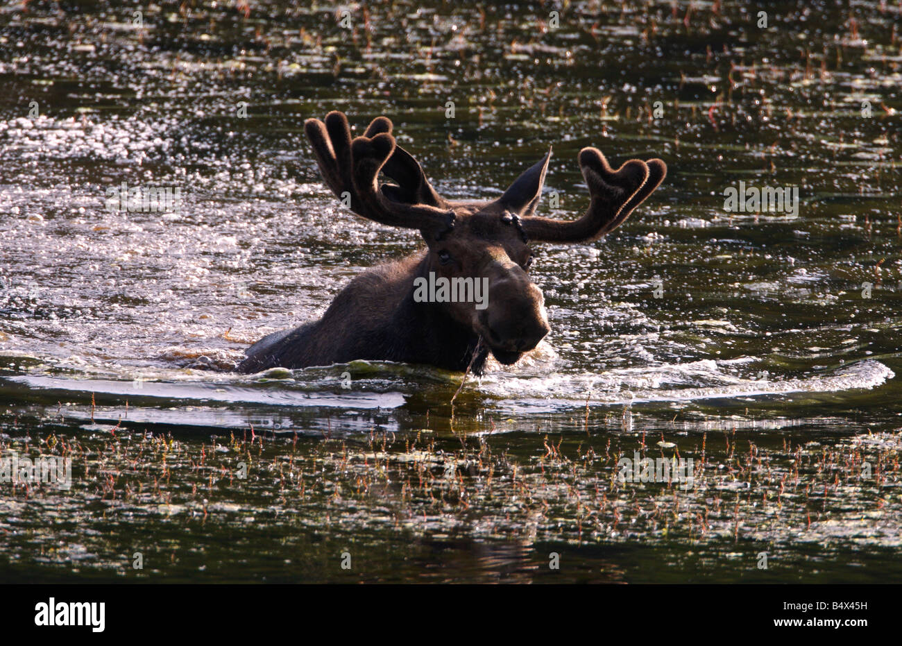 Moose Alces alces bull a razze da un Coyote a terra calandosi in tutta isola galleggiante sul lago nel parco di Yellowstone in luglio Foto Stock