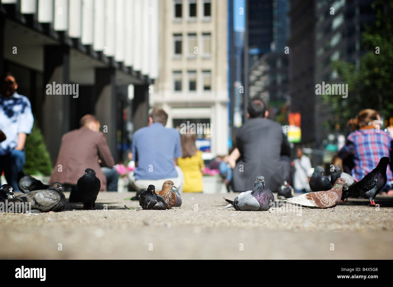 Piccioni e persone in un ambiente urbano Plaza di New York City USA (per solo uso editoriale) Foto Stock
