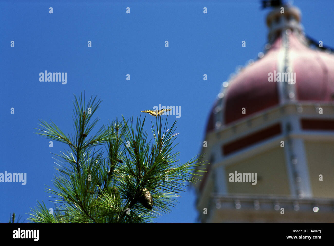 Coda forcuta farfalla con il monastero di Ano Gerakari, Zante Foto Stock