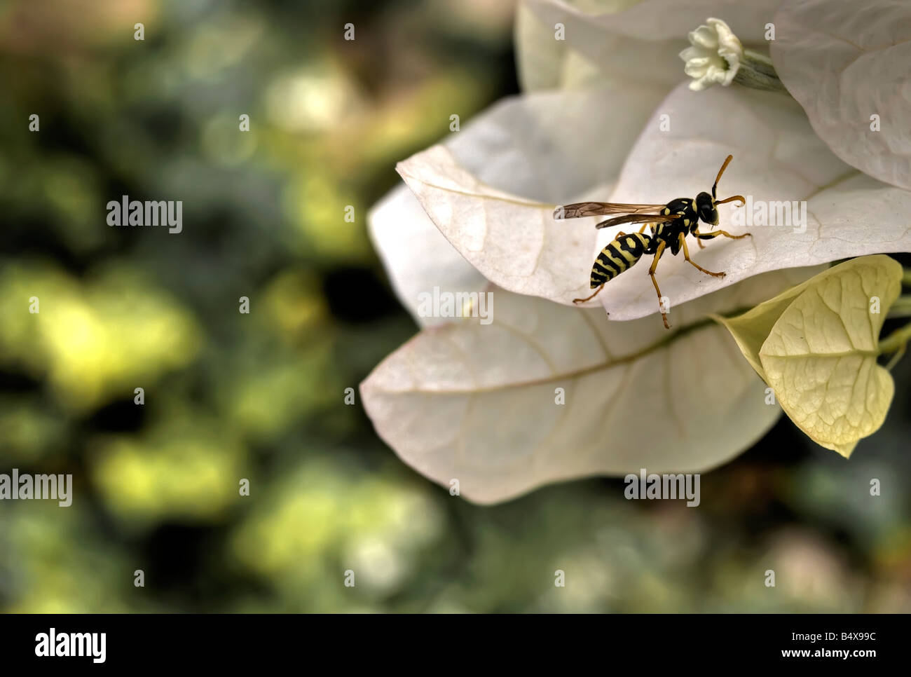 Mediterraneo wasp o hornet sul fiore Foto Stock