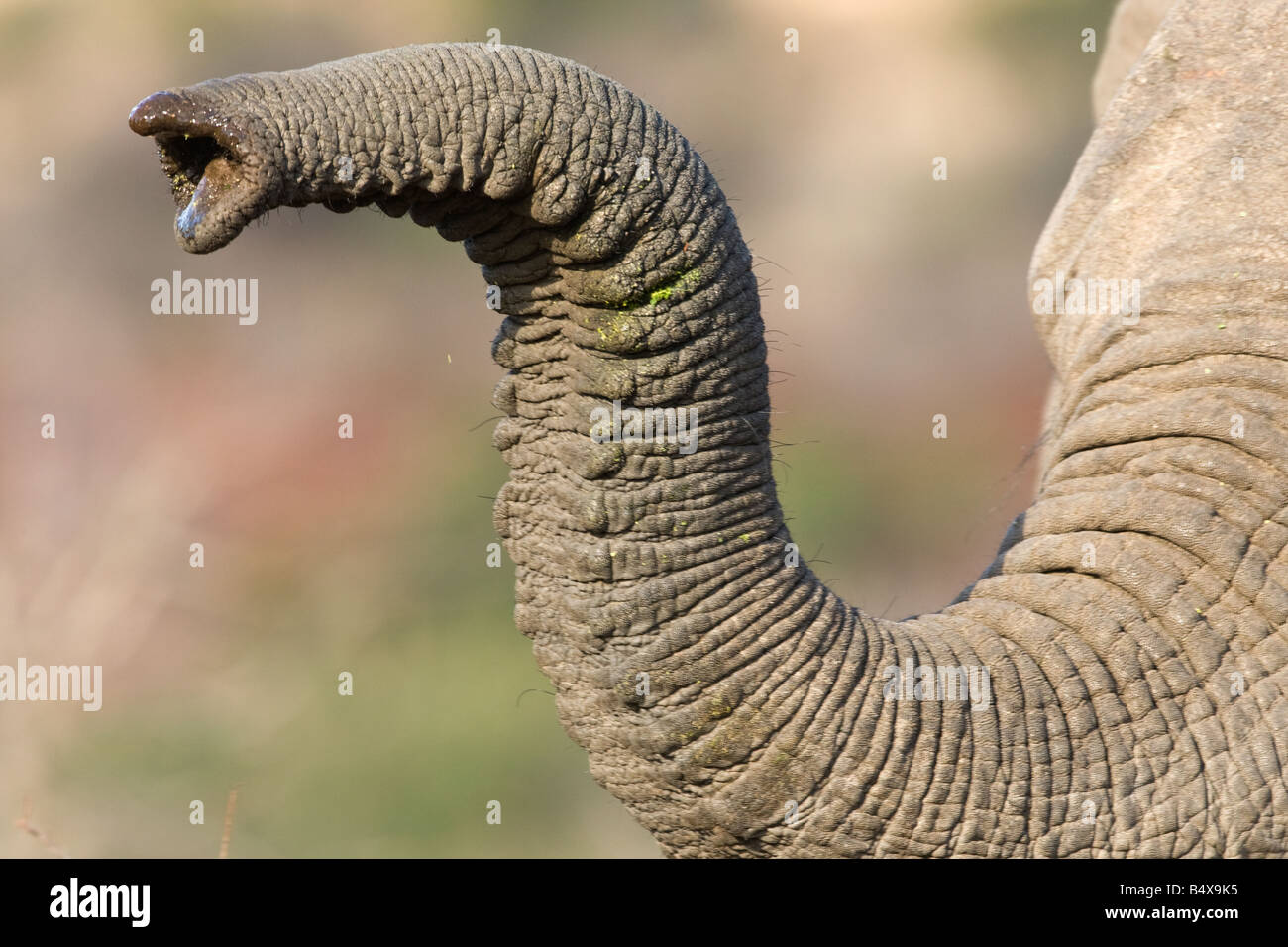 Close up di un elefante del tronco Foto Stock