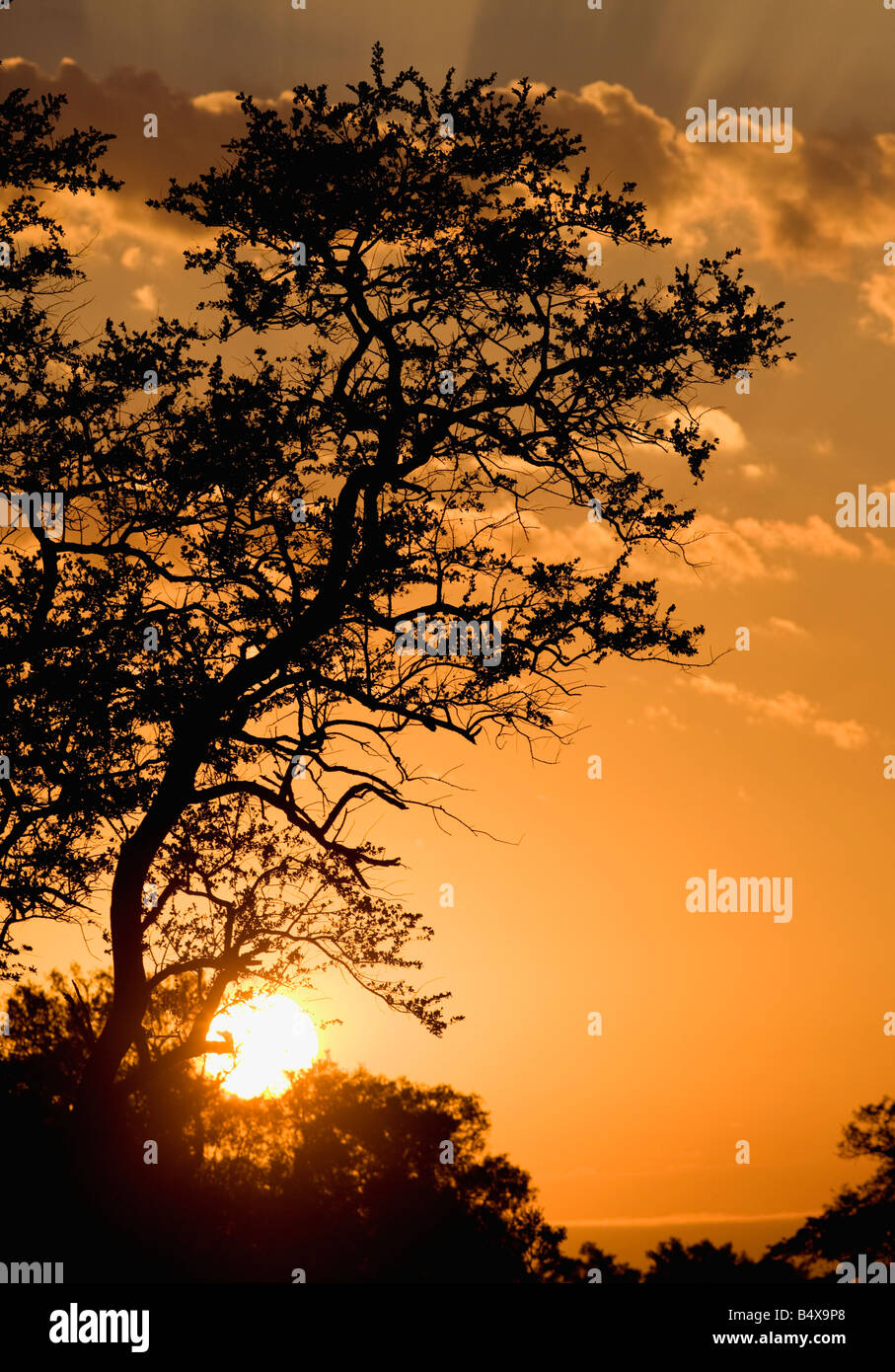 Stagliano albero a sunrise Foto Stock