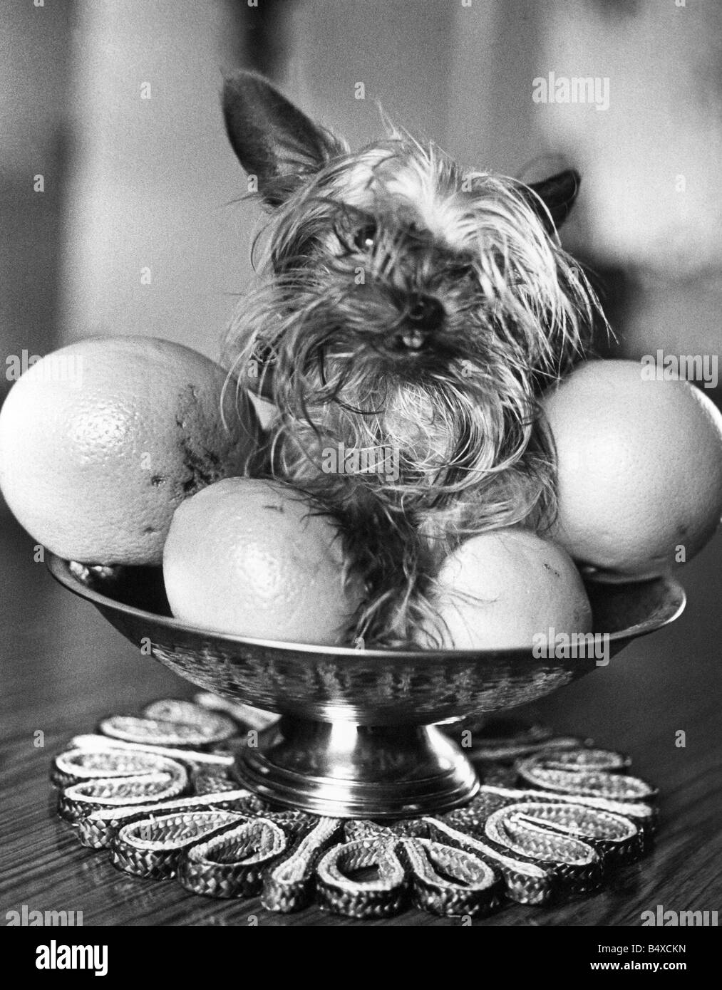 Dollar il disordine cercando Yorkshire Terrier Foto Stock