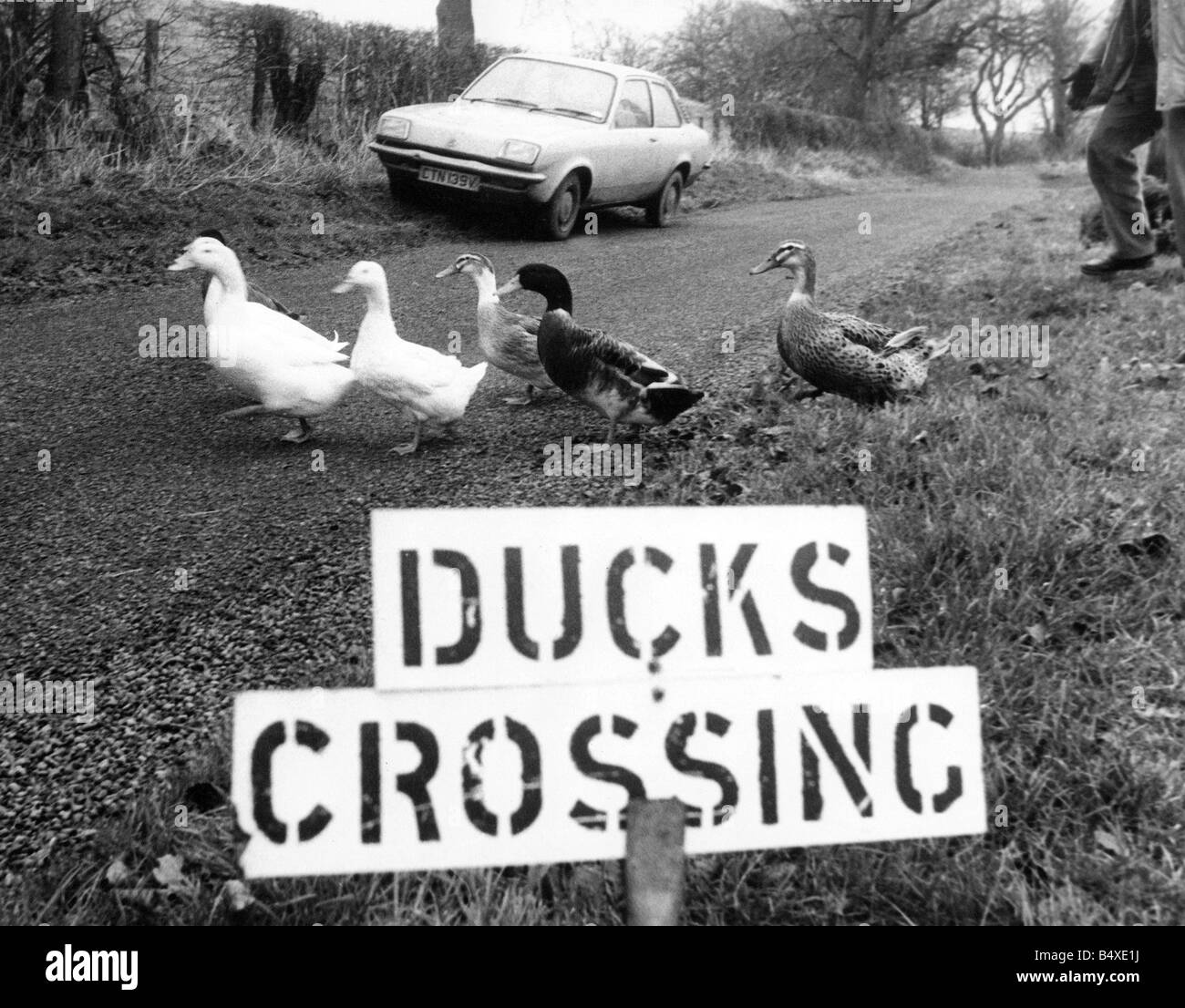 Queste anatre hanno la loro propria strada segno Foto Stock