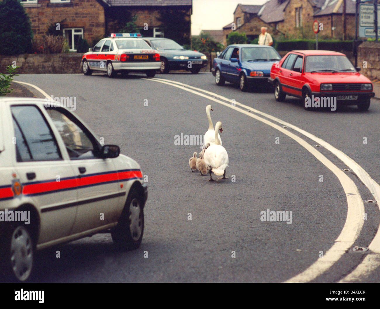 Questa famiglia di cigni bisogno di una scorta della polizia per attraversare una strada molto trafficata Foto Stock