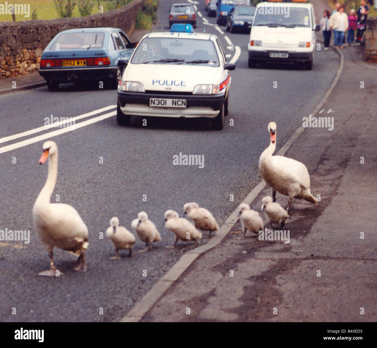 Questa famiglia di cigni bisogno di una scorta della polizia per attraversare una strada molto trafficata Foto Stock